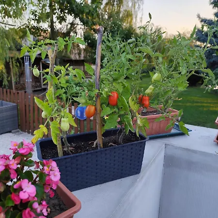 Norbi Vendeghaz 公寓 巴拉顿扎佐