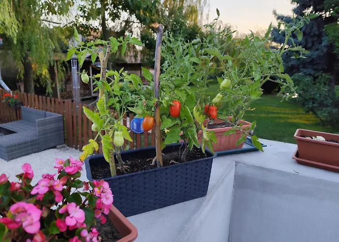 Norbi Vendeghaz 公寓 巴拉顿扎佐